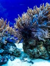 Aquarium sea Ã¢â¬â¹Ã¢â¬â¹urchin in Kaliningrad. near Baltic Sea